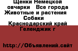 Щенки Немецкой овчарки - Все города Животные и растения » Собаки   . Краснодарский край,Геленджик г.